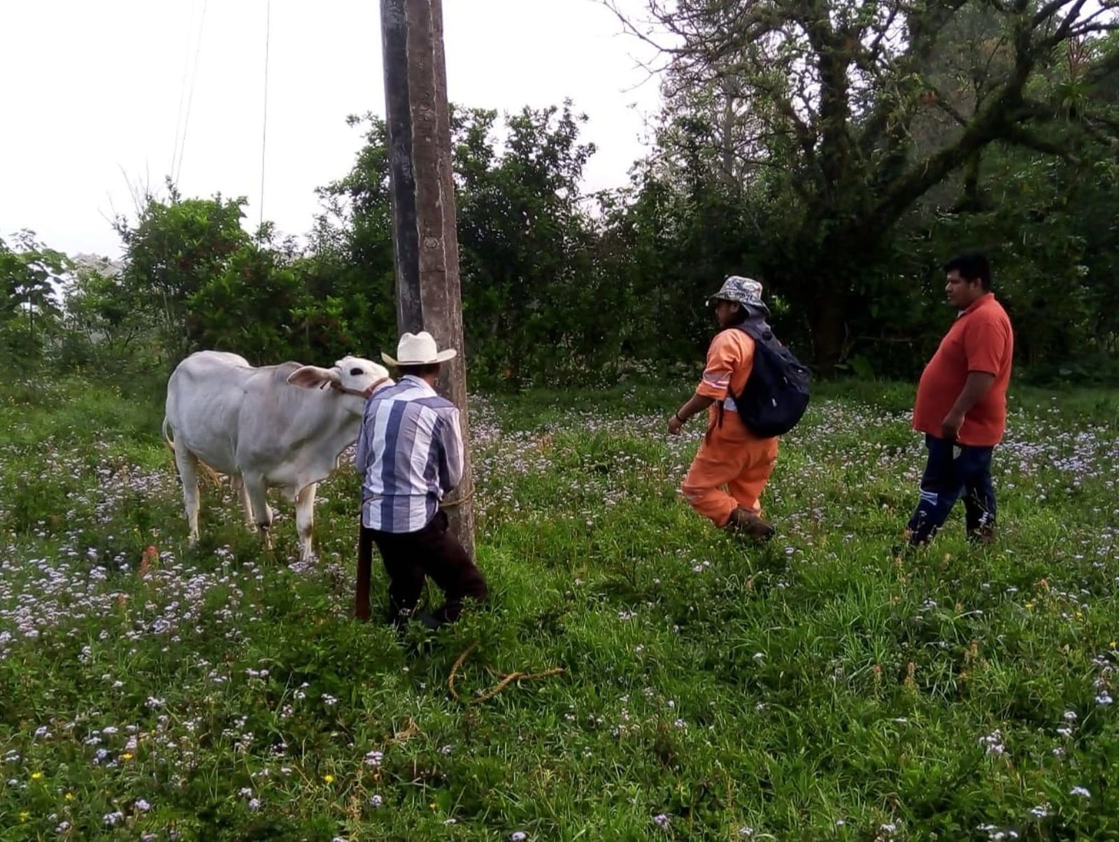 jornada de vacunación contra la rabia en bovinos de especies ganaderas.💉🐮